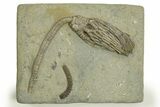 Fossil Crinoid (Cyathocrinites) - Crawfordsville, Indiana #310209-1